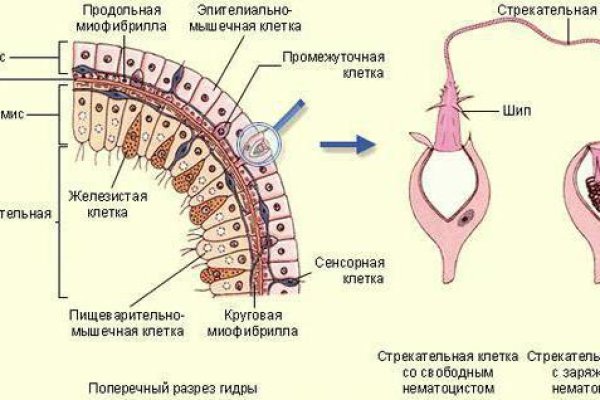 Аккаунты omg