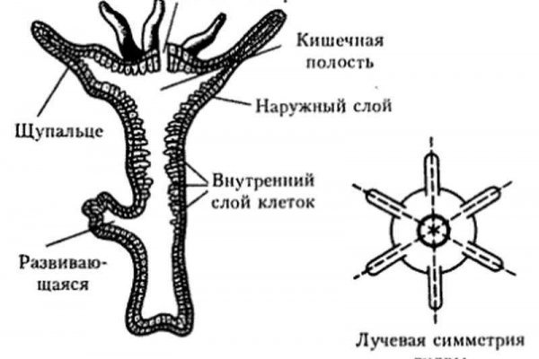 Работающие ссылки омг